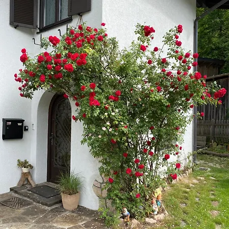 Laimer, Radau 37