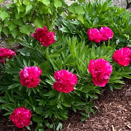 Laimer, Radau 37 公寓