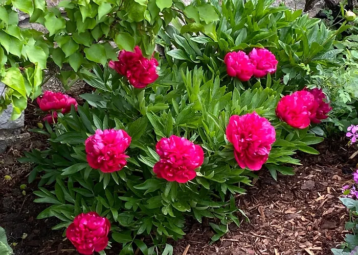 Laimer, Radau 37 公寓